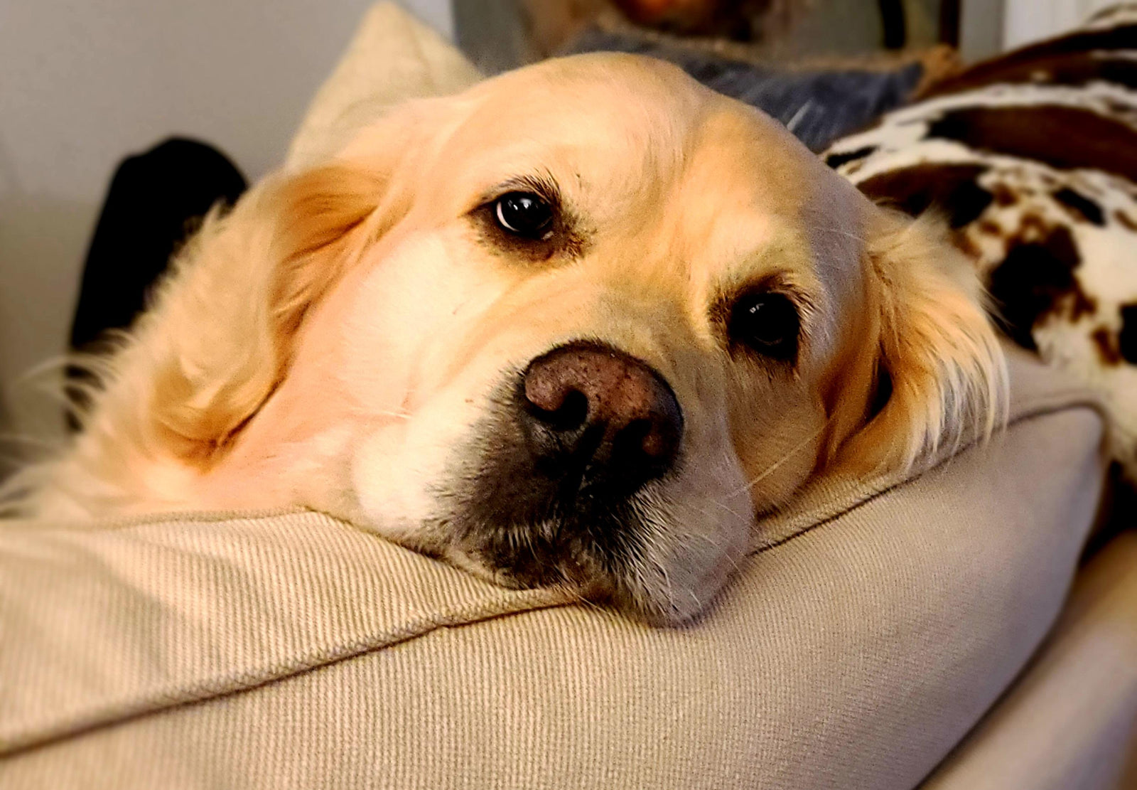 Oliver, the golden retriever and namesake of LuLu & Oliver