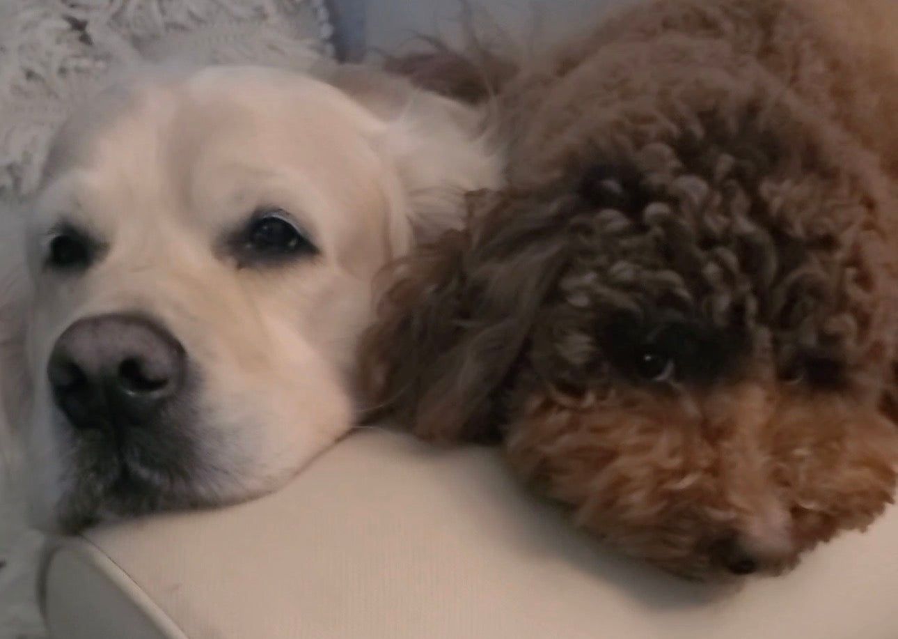 LuLu, the mini labradoodle and namesake of LuLu & Oliver