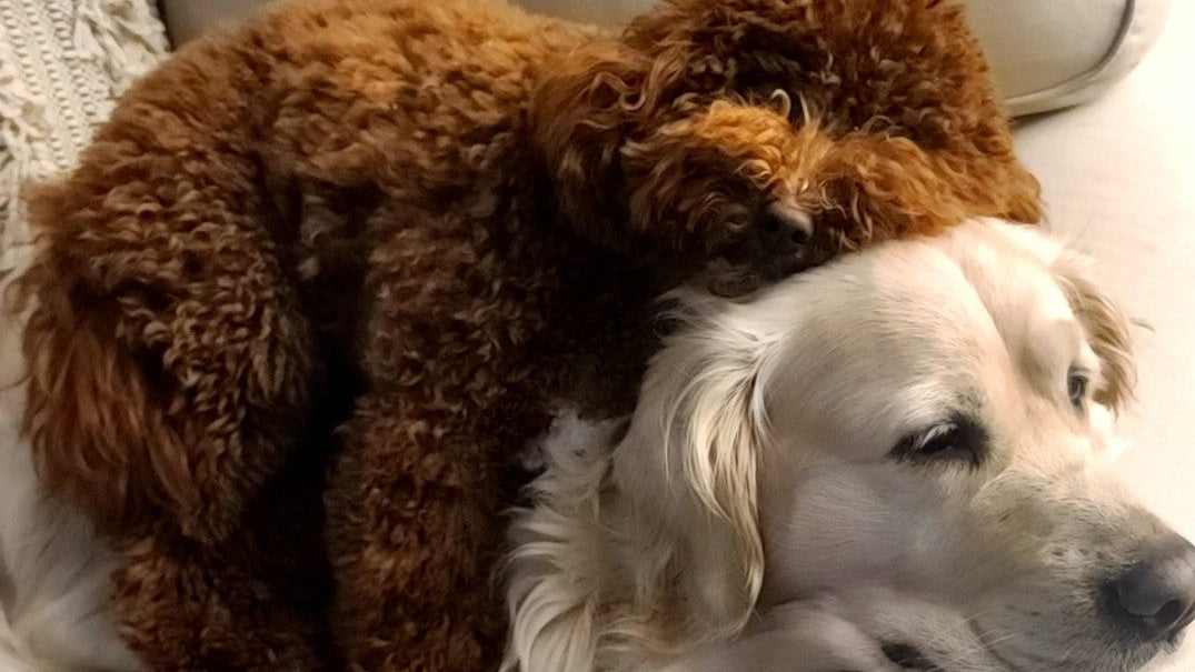LuLu and Oliver relaxing together at home